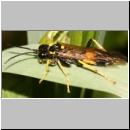 Tenthredo maculata - Blattwespe 01 14mm.jpg